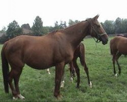 broodmare Lake House xx (Thoroughbred, 1996, from Be My Guest xx)