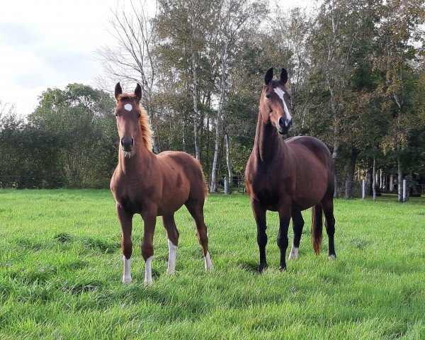 broodmare Calli (Oldenburg, 2003, from De Niro)