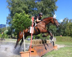 Springpferd Calypso du Chalet CH (Schweizer Warmblut, 2003, von Calido I)