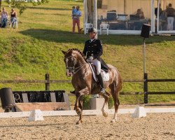 dressage horse Fuchur 80 (Hanoverian, 2010, from Florencio I)