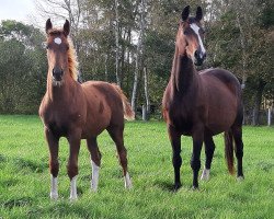 broodmare Callilou SK (Oldenburg, 2020, from Fidertanz)