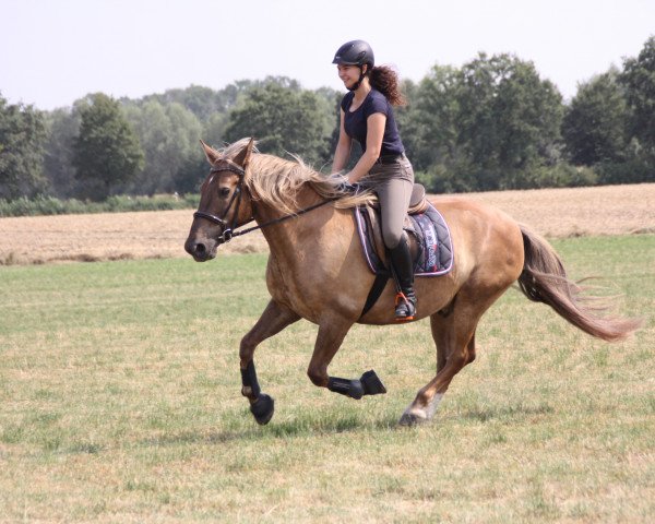 dressage horse Nelson (unknown, 2004)