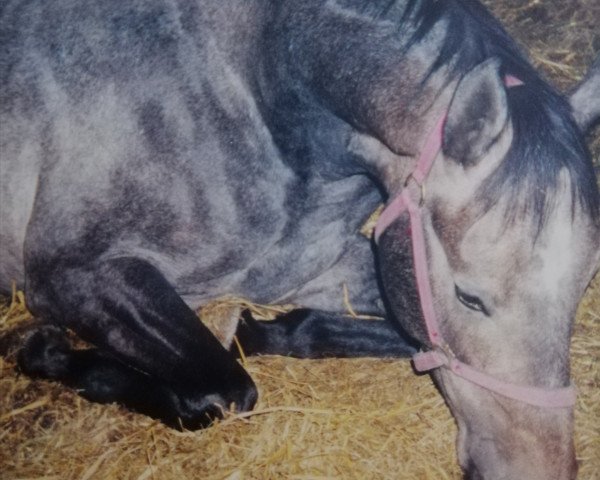 horse Abdul (Mecklenburg, 1997, from Adrett)