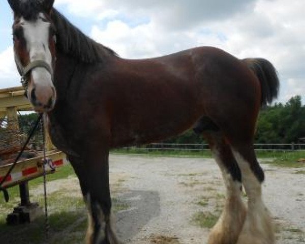 stallion Willow Way Gunther (Clydesdale, 2006, from Mapledoon's Sensation)