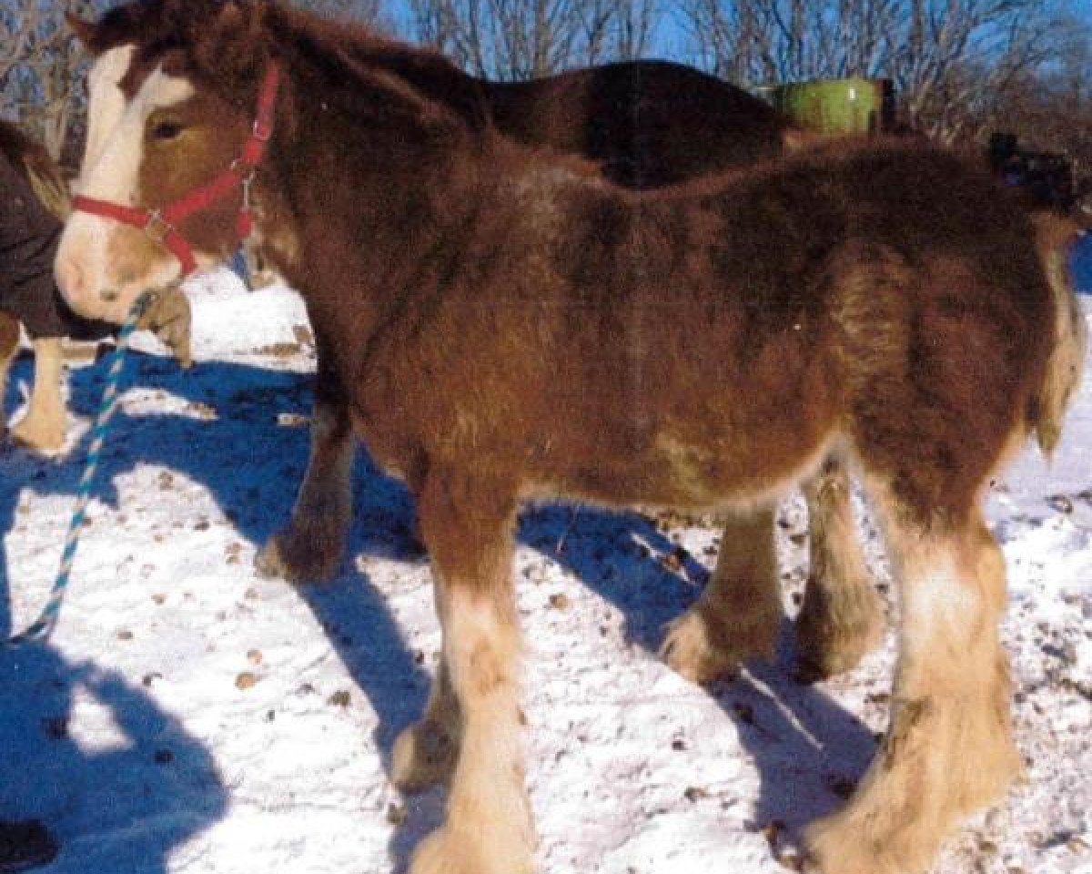 horse Drafty Hill Willow Way A & R (Clydesdale, 2013, from Willow Way Gunther)