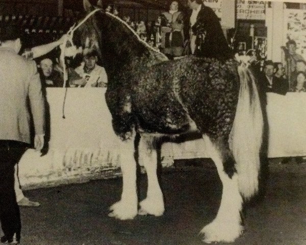 horse Doura Princess Charming (Clydesdale, 1992, from Armageddon's Lord Abraham)