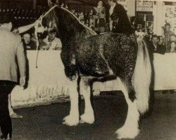 Pferd Doura Princess Charming (Clydesdale, 1992, von Armageddon's Lord Abraham)