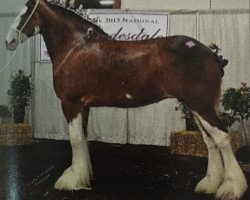 Zuchtstute Doura O'Suzanna (Clydesdale, 2007, von Greendykes Mr. Philip)