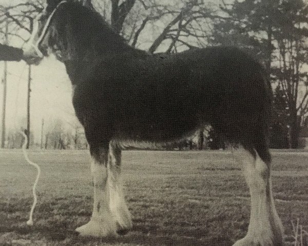 Pferd Doura Miss Marion (Clydesdale, 1992, von Ainville Freelance)