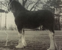 horse Doura Miss Marion (Clydesdale, 1992, from Ainville Freelance)