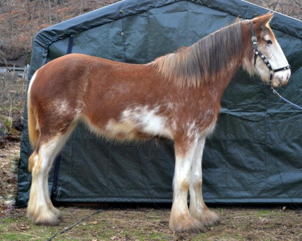 horse Doura Izy's Got the Chat (Clydesdale, 2010, from Centre View Taurus)