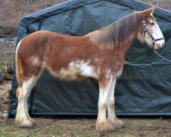 Pferd Doura Izy's Got the Chat (Clydesdale, 2010, von Centre View Taurus)