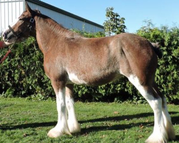 Zuchtstute Kenbar Jenna (Clydesdale, 2014, von Armbro Andrew)