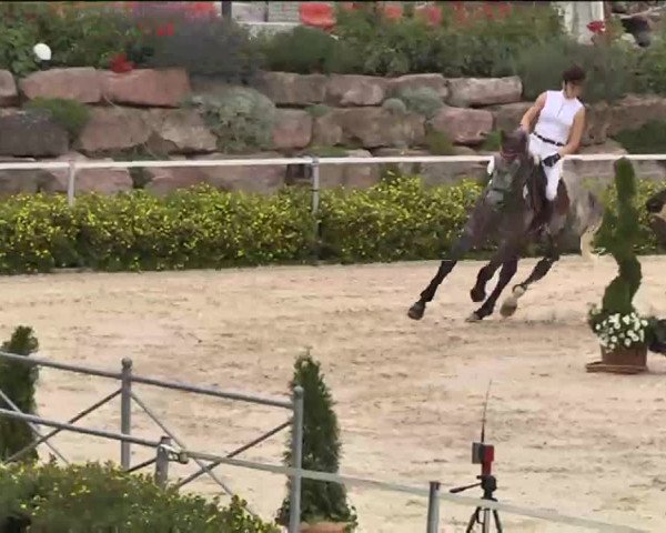 Reitturnier Waldachtal-Heiligenbronn 2015