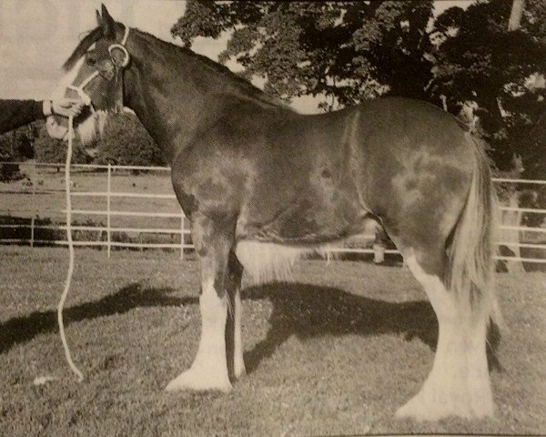 Deckhengst Greendykes Monty (Clydesdale, 1996, von Eskechraggan Perfection)