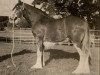 Deckhengst Greendykes Monty (Clydesdale,  , von Eskechraggan Perfection)