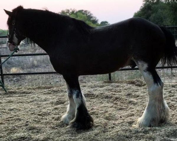 Deckhengst Westgate H.C. Bailey (Clydesdale, 2009, von Highfield Collessie)