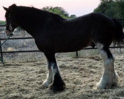 Deckhengst Westgate H.C. Bailey (Clydesdale, 2009, von Highfield Collessie)