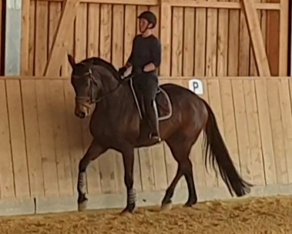 dressage horse Vendetta CH (Swiss Warmblood, 2009, from Quality 9)