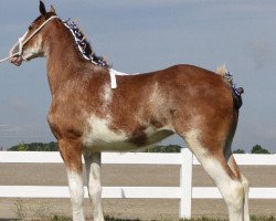 horse Doura Forever Faith (Clydesdale, 2017, from Westgate H.C. Bailey)