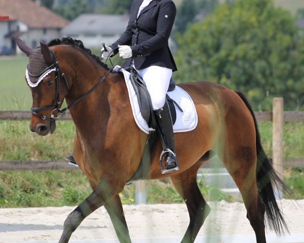 Dressurpferd Jazz Queen Mfw CH (Schweizer Warmblut, 2012, von Glock's Johnson Tn)