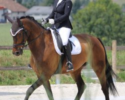 Dressurpferd Jazz Queen Mfw CH (Schweizer Warmblut, 2012, von Glock's Johnson Tn)