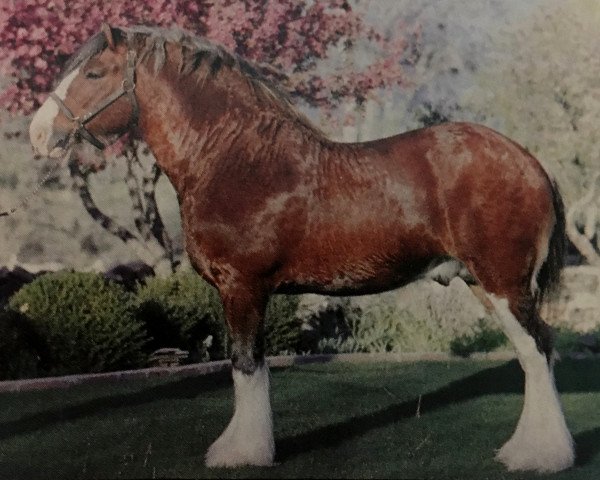 stallion Doura Excelsior Forever (Clydesdale, 1981, from Roes Hall Favourite)