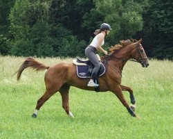 jumper Pocerface (Hanoverian, 2010, from Perigueux)