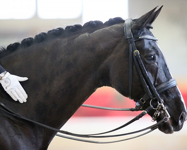 dressage horse Showmann CH (+) (Swiss Warmblood, 2004, from Stedinger)