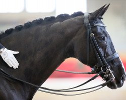 Dressurpferd Showmann CH (+) (Schweizer Warmblut, 2004, von Stedinger)