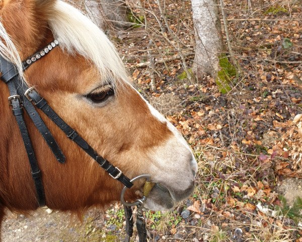 Pferd Online 20 (Haflinger, 2000, von Armando (15,625% ox))