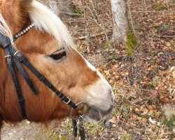 Pferd Online 20 (Haflinger, 2000, von Armando (15,625% ox))