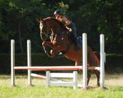 jumper Asti Cinzano Hjb (Hanoverian, 2015, from Asti Spumante 7)