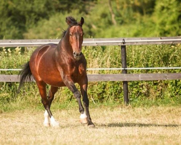 horse Mister Philipp (Bavarian, 1988, from Morketo)