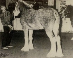 broodmare Hillmoor Michelle (Clydesdale, 1991, from Doura Winston)