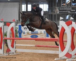 jumper Crossfire vd Leuba (Oldenburger Springpferd, 2015, from Comme il Faut)