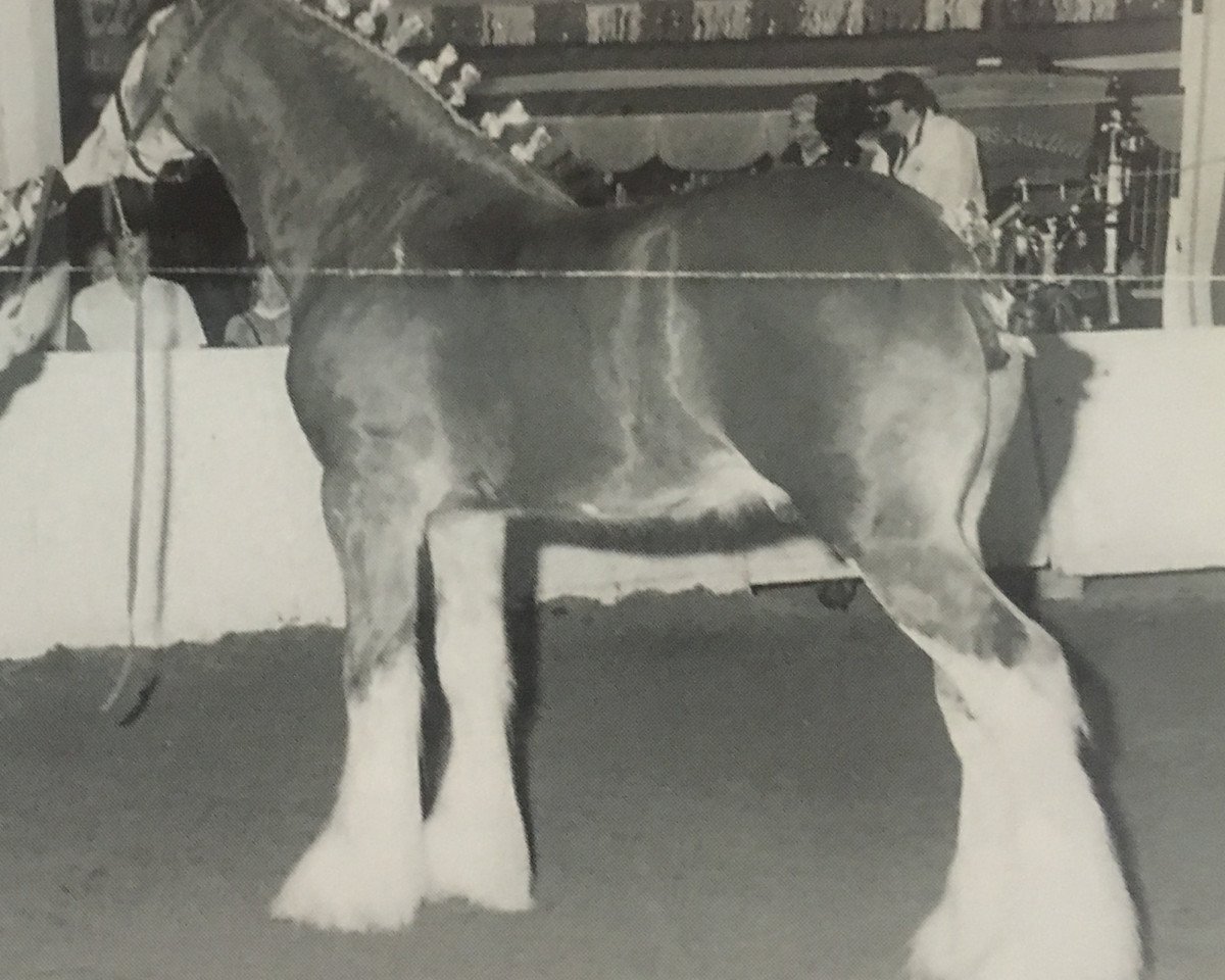 stallion Greendykes Master Eddie (Clydesdale, 1994, from Greendykes Chancer)