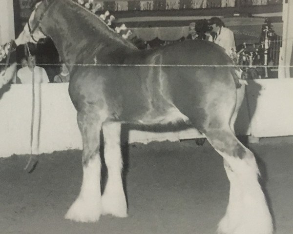 Deckhengst Greendykes Master Eddie (Clydesdale, 1994, von Greendykes Chancer)