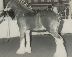 stallion Greendykes Master Eddie (Clydesdale, 1994, from Greendykes Chancer)