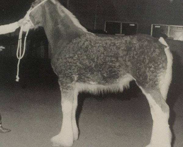 broodmare Doura Dream of Glory (Clydesdale, 1999, from Greendykes Master Eddie)