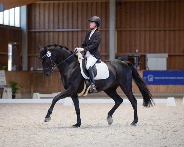 dressage horse Summer Memory (Hanoverian, 2011, from Sarkozy 3)