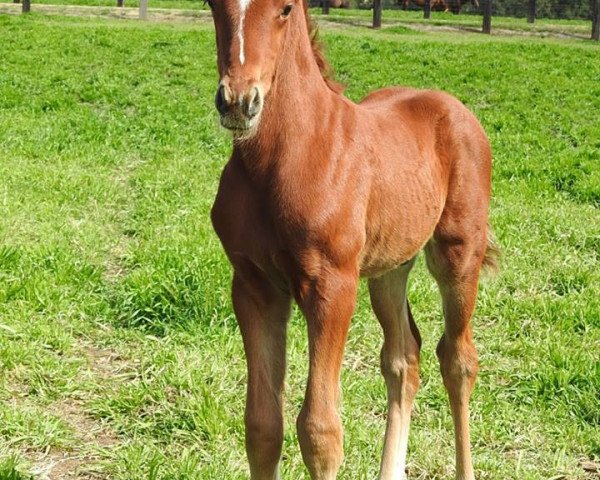 Pferd Stute von Pride of Dubai xx (Englisches Vollblut, 2017, von Pride of Dubai xx)