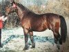 stallion Lordano (Heavy Warmblood, 1991, from Lord I)