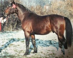 stallion Lordano (Heavy Warmblood, 1991, from Lord I 1446)