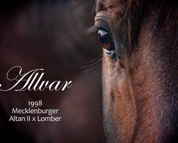 stallion Allvar (Mecklenburg, 1998, from Altan II)