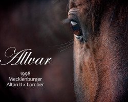 stallion Allvar (Mecklenburg, 1998, from Altan II 1378)