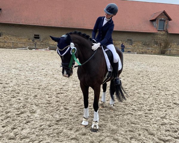 dressage horse Donnanetta (Oldenburg, 2012, from Der Designer)