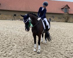 dressage horse Donnanetta (Oldenburg, 2012, from Der Designer)