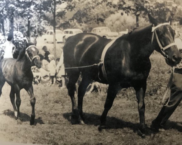 broodmare Mandelblüte H 2552 (Heavy Warmblood,  )