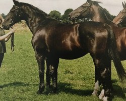 Zuchtstute Linda 26319 (Schweres Warmblut, 1985, von Eros Mo)